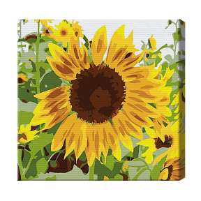 Floarea soarelui 20x20 cm, pictură pe numere