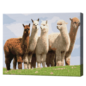 Alpaca, 30x40 cm, pictură pe numere