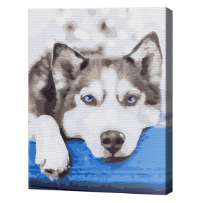 Husky în așteptare, 40x50 cm, pictură pe numere